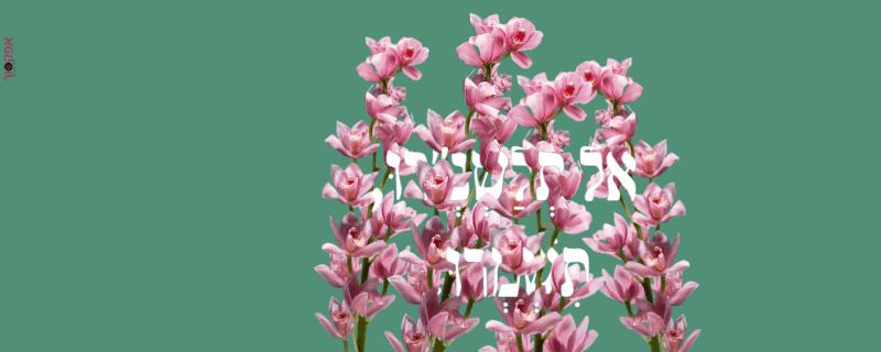 גיפ