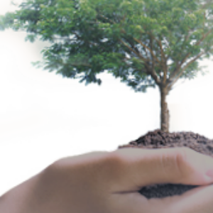 תמונת פרופיל של חיה סולרש