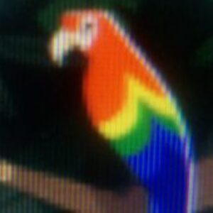 תמונת פרופיל של ללי שקלאר