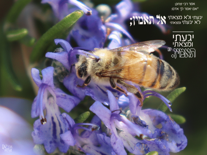 יגעתי ומצאתי איכות נמוכה