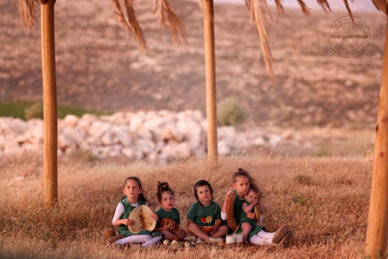 דבורי הרשלר מוקטן 0527143082 (3)