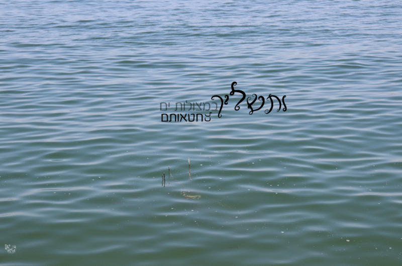 ותשליך איכות נמוכה רחל אורן