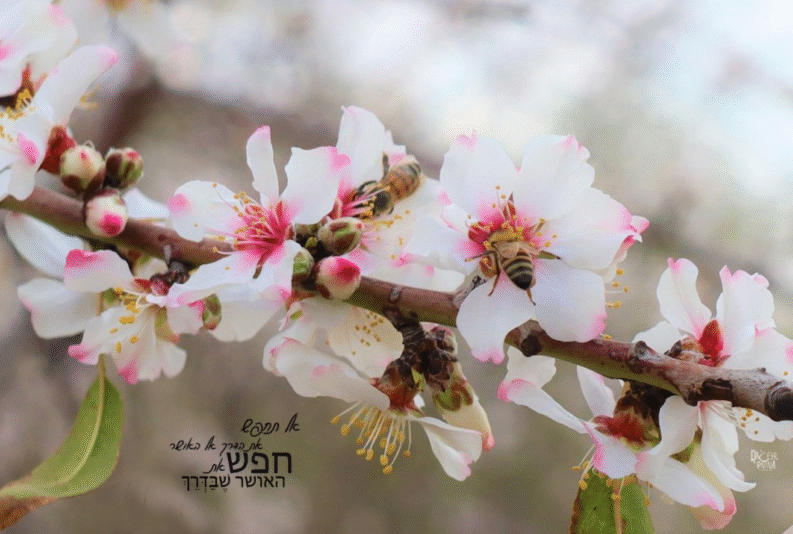 צילום מסך 2023-09-24 040254