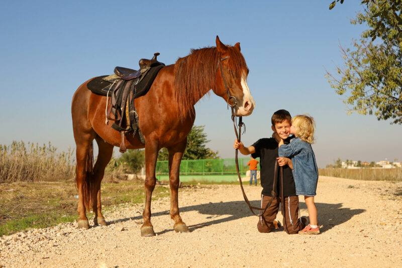 ברונר סוסים-59
