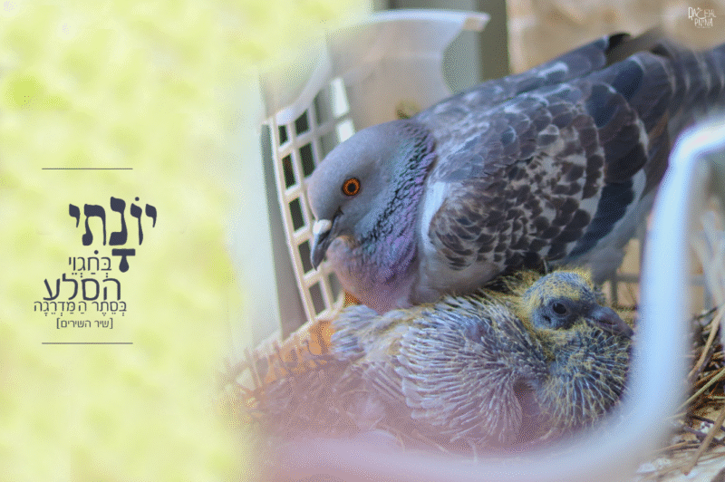 יונתי בחגווי איכות נמוכה