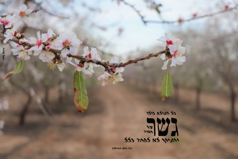 כל העולם איכות נמוכה רחל אורן