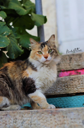 צילום מסך 2023-05-05 004150