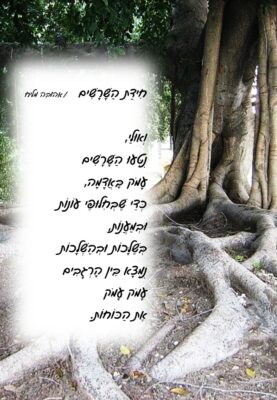 חִידַת הַשָּׁרָשִׁים - אהובה מליח